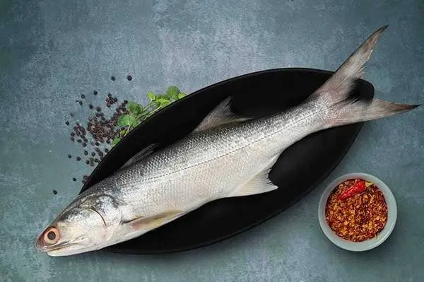 Rawas/Indian Salmon 