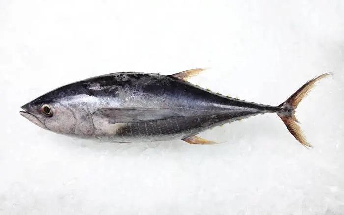 Tuna Fillet 