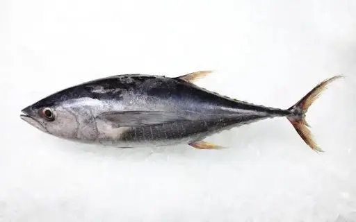 Tuna Fillet 