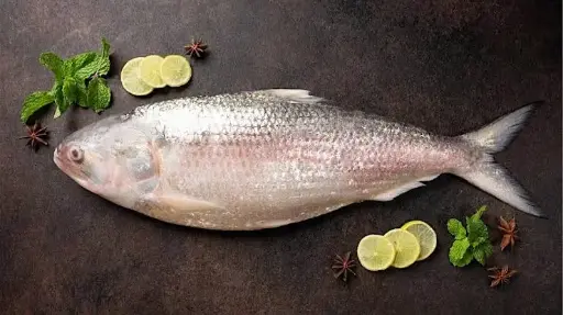 Hilsa Large