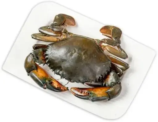 Mud Crabs 