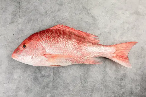 Red Snapper 